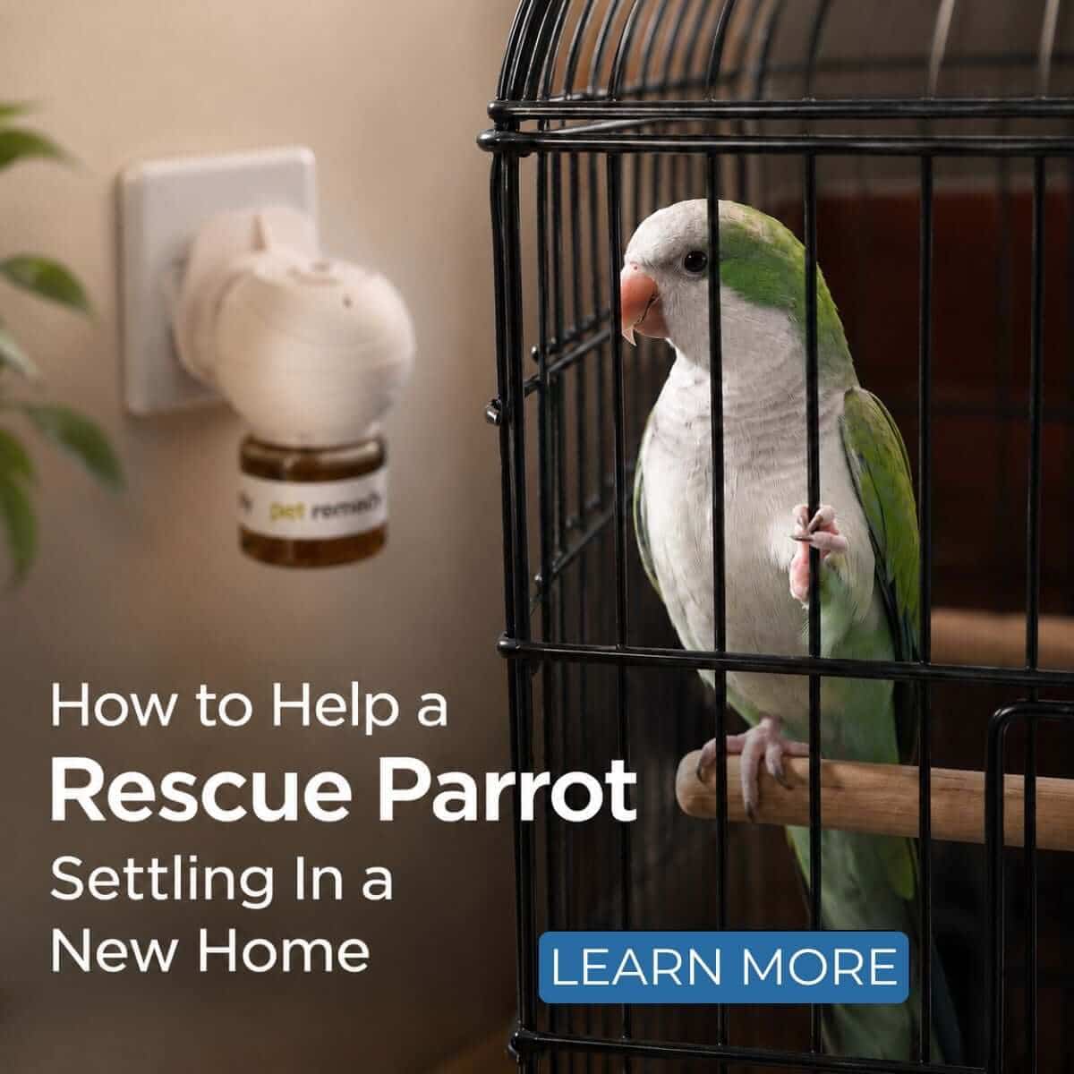 Rescue Parrot Settling In: How to Help Your Bird Feel Safe in a New Home
