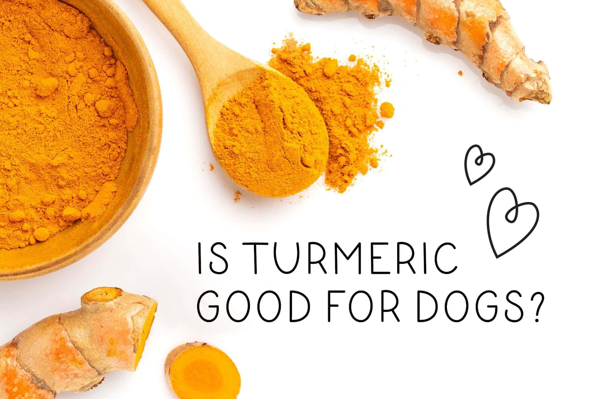 TURMERIC FOR DOGS: THE GOLDEN SPICE FOR BETTER HEALTH