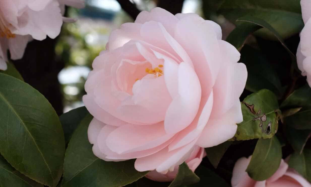 Delicate pink camellia flowers blooming on green foliage, source of sustainable camellia oil