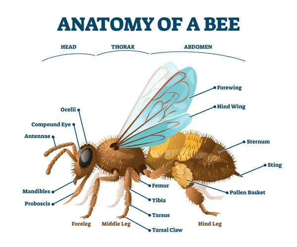 Honey Bee Anatomy