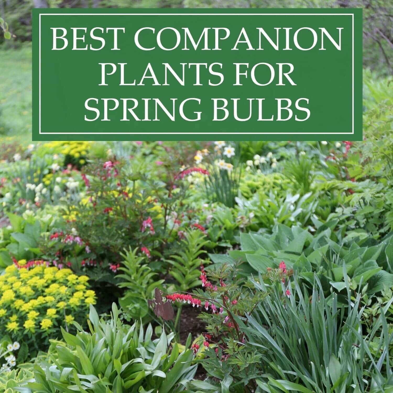 Best Companion Plants for Spring Bulbs