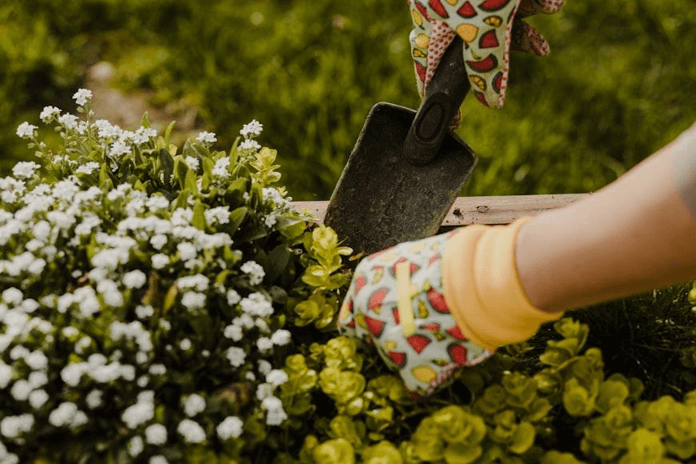 How To Be a Sustainable Gardener