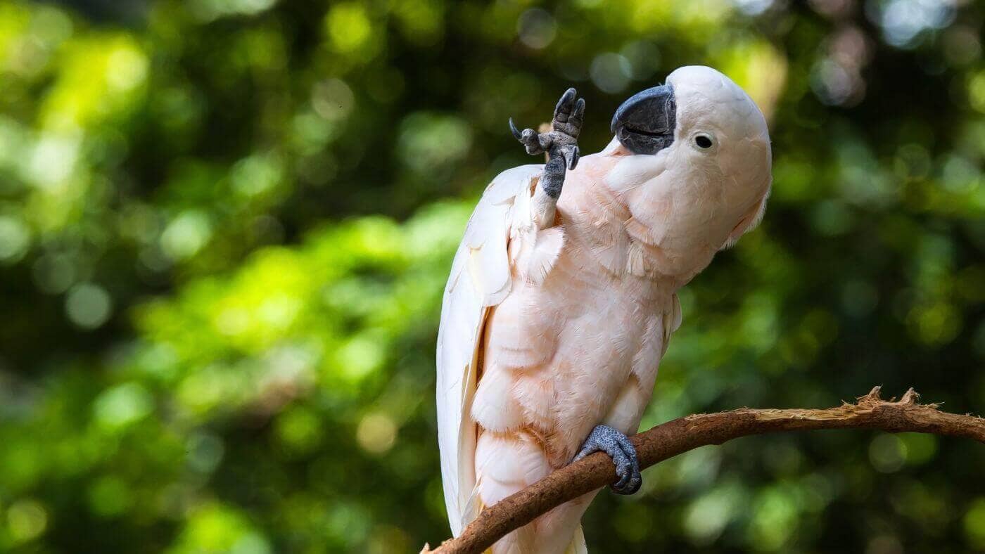 Happy Cockatoo Waving