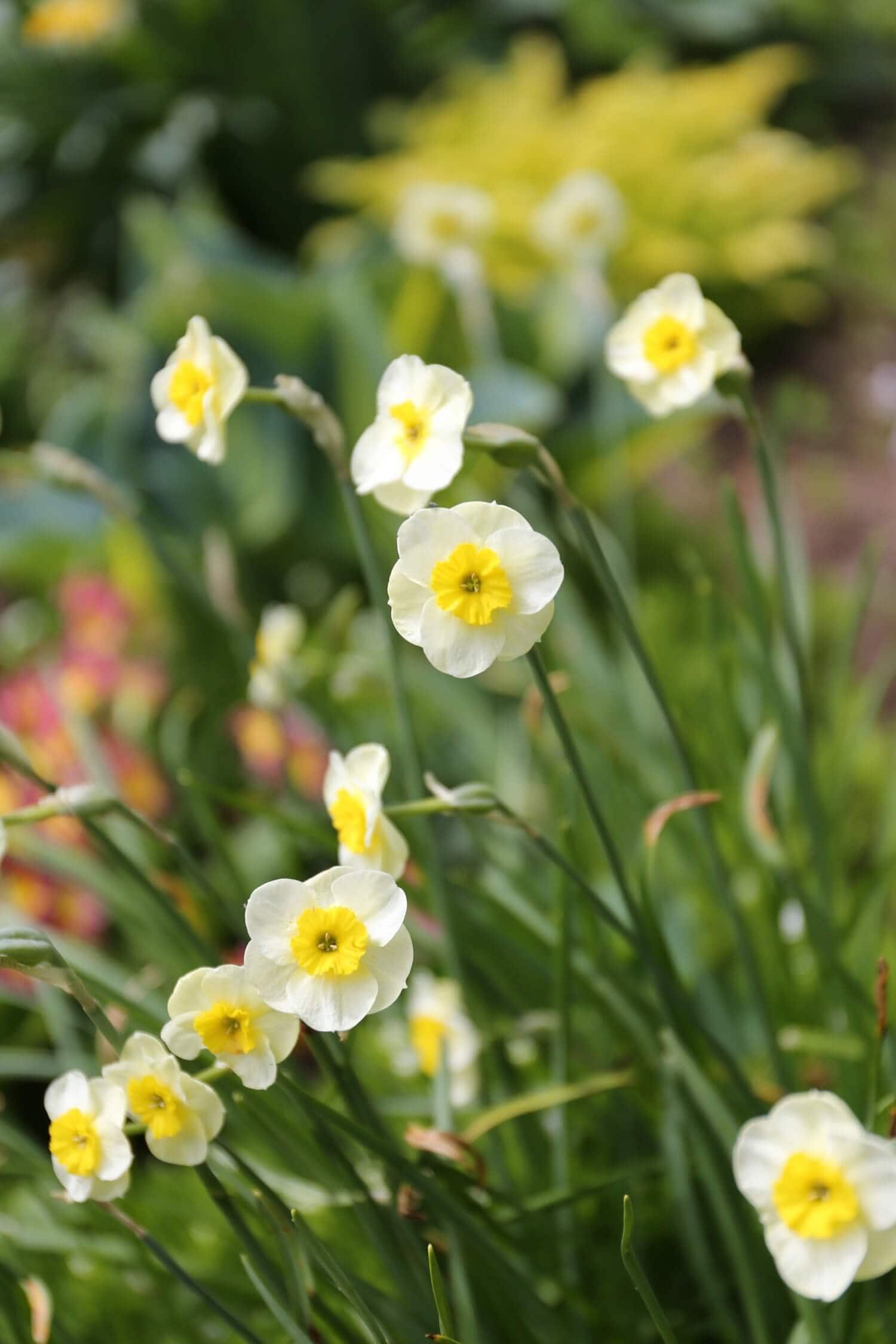 Best Daffodils for the South - Longfield Gardens
