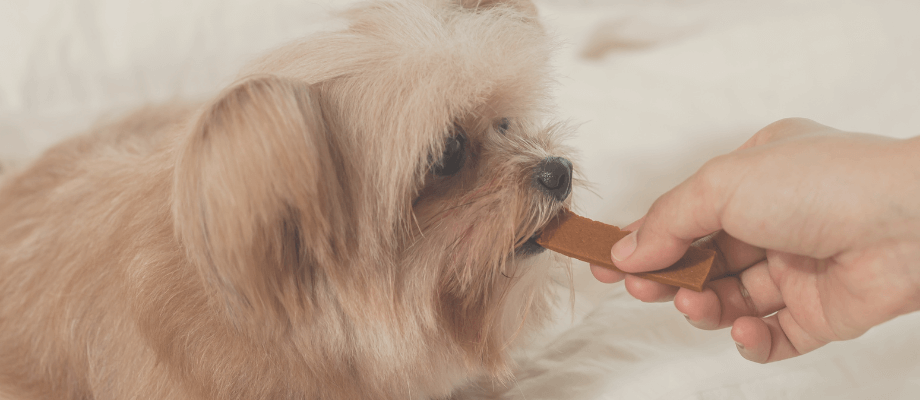 Cozy DIY Fall Dog Treat Recipes to Bake at Home