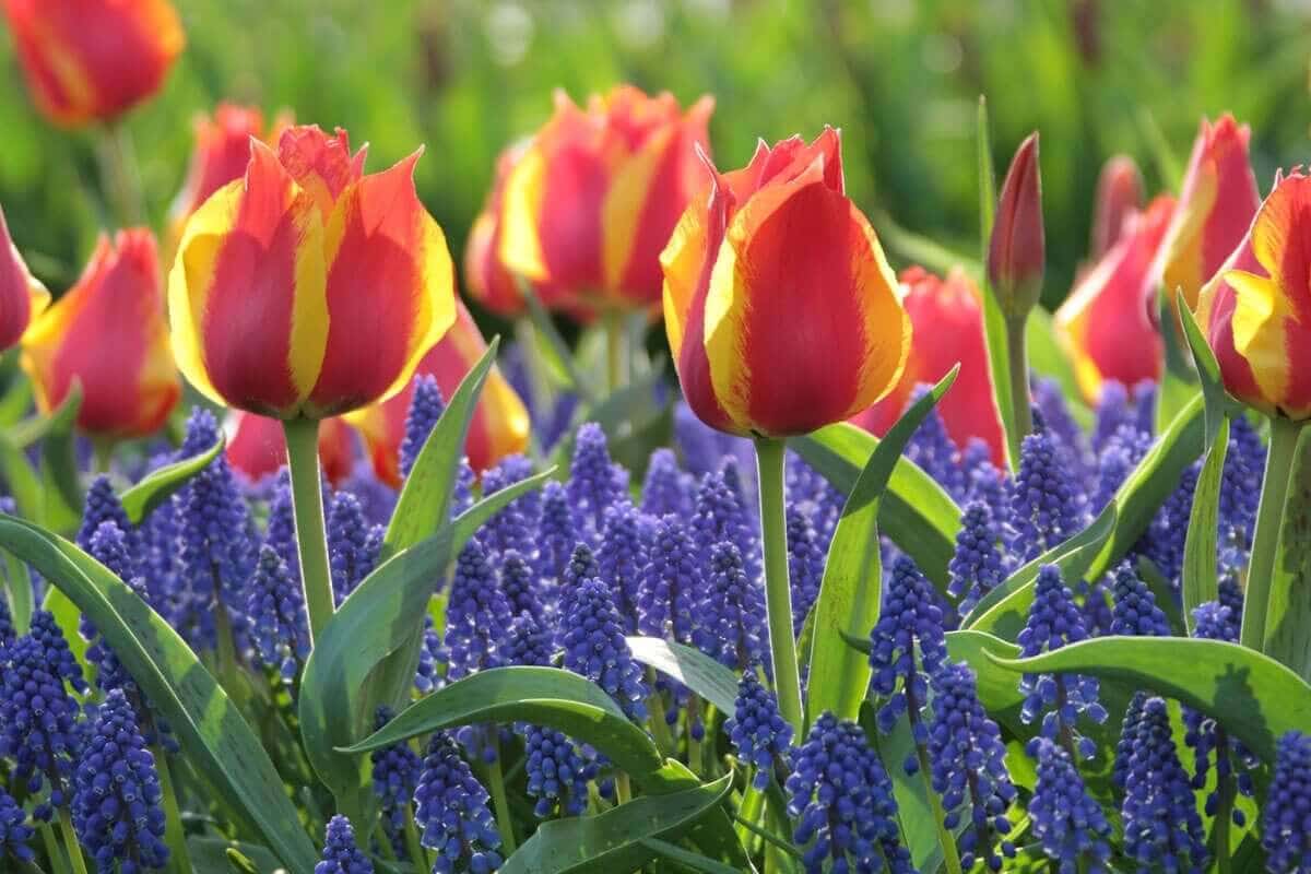 How to Use Red in Your Flower Garden - Longfield Gardens