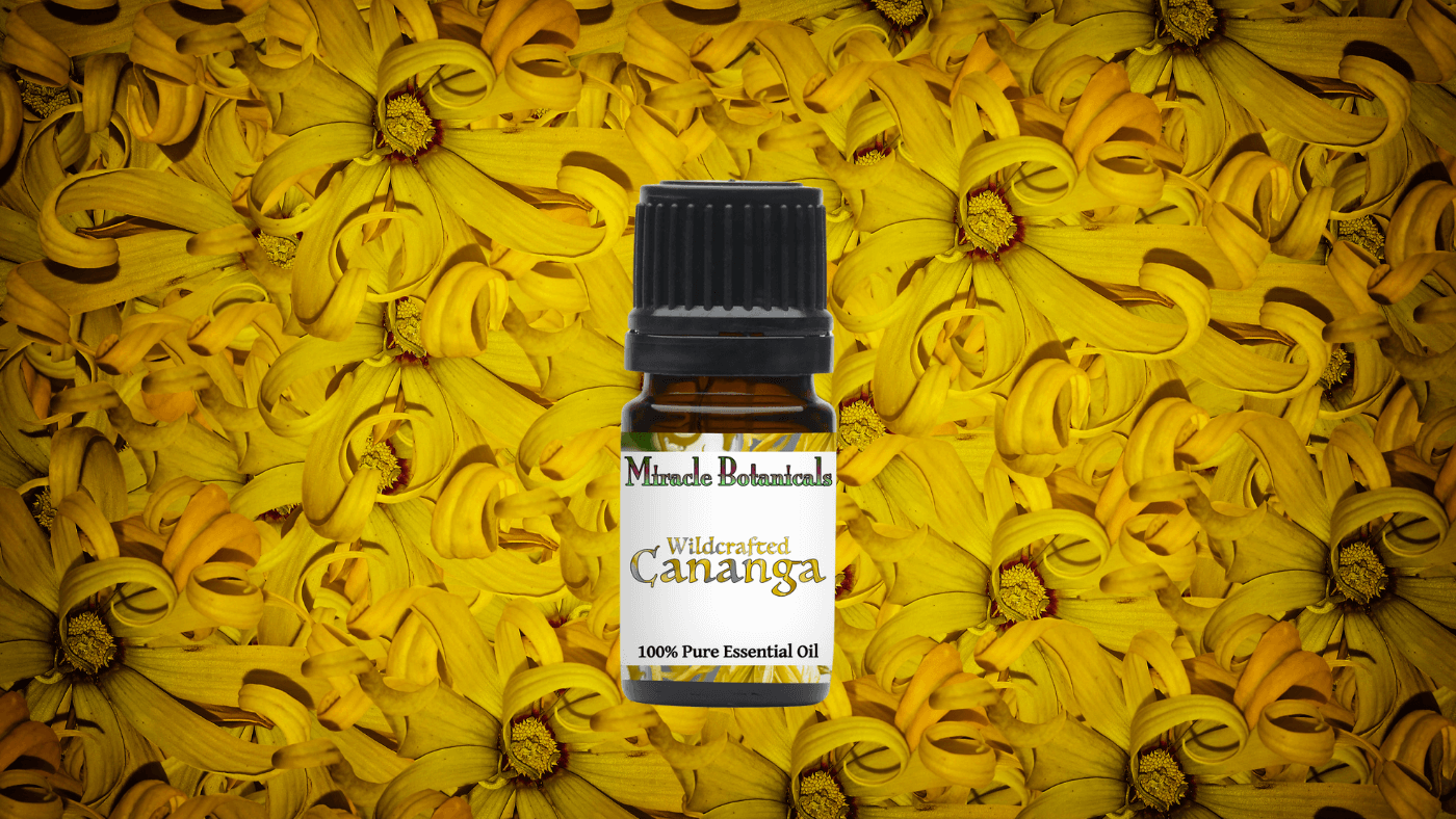 Cananga Essential Oil - Spotlight