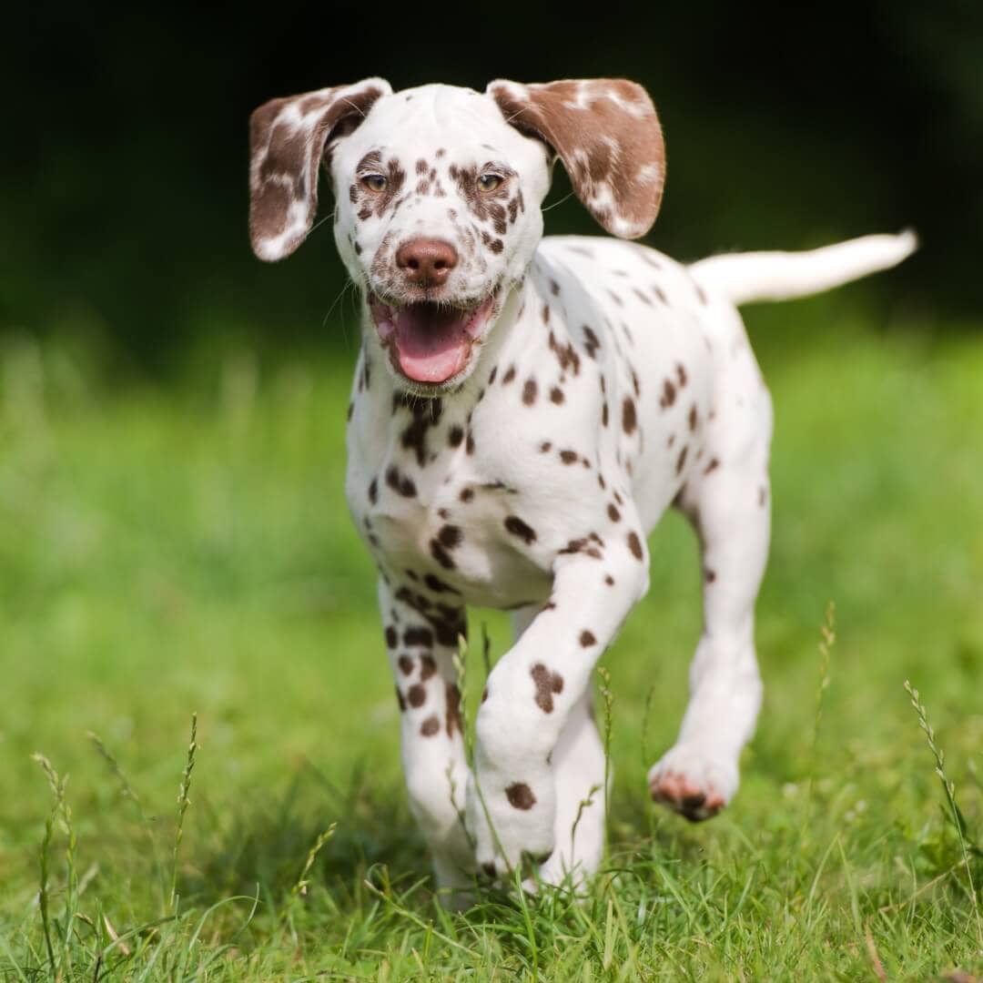 The importance of vitamins, minerals, and amino acids for your dog’s health