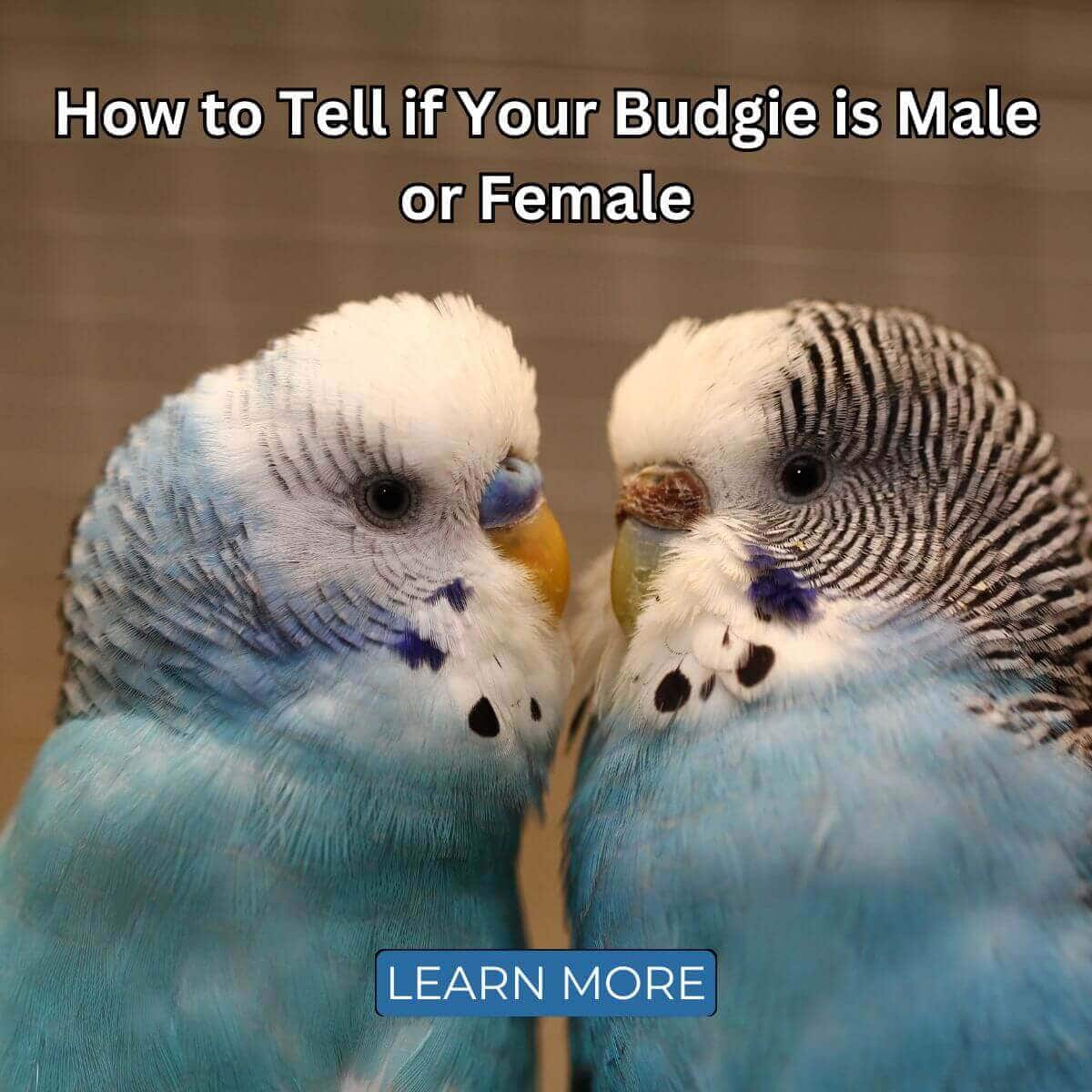 How to Tell if Your Budgie is Male or Female - Parakeet Gender