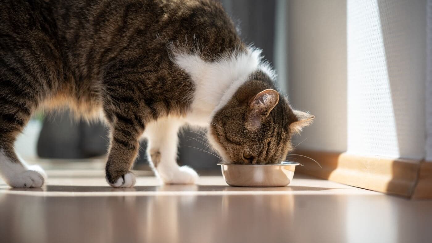 Treat Culture and Overfeeding