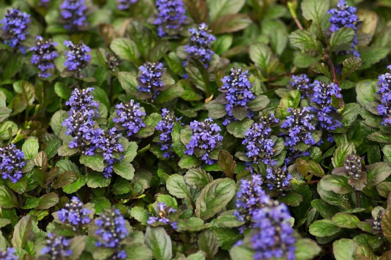 ajuga
