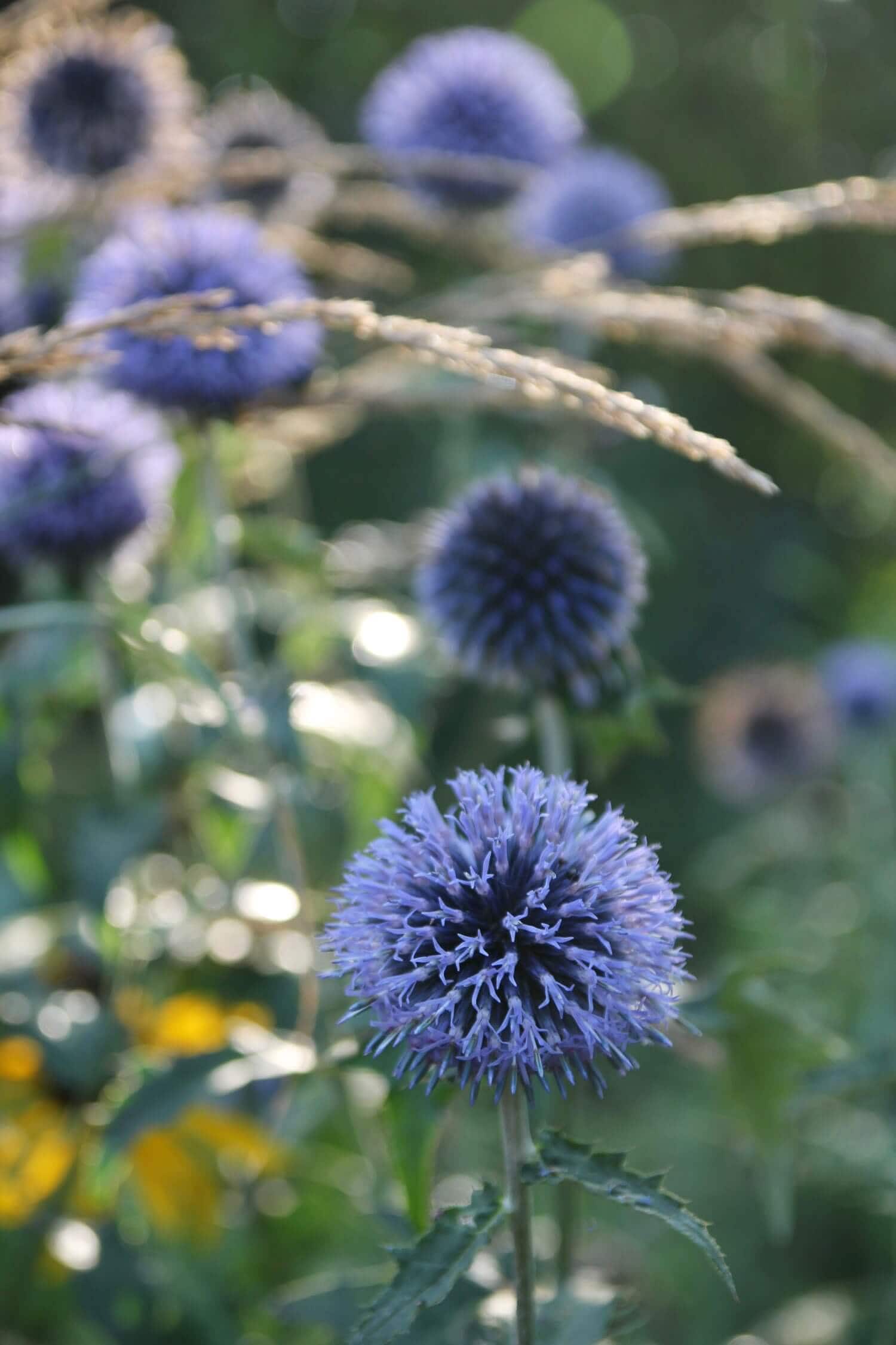 How to Use Blue Flowers in Your Garden - Longfield Gardens