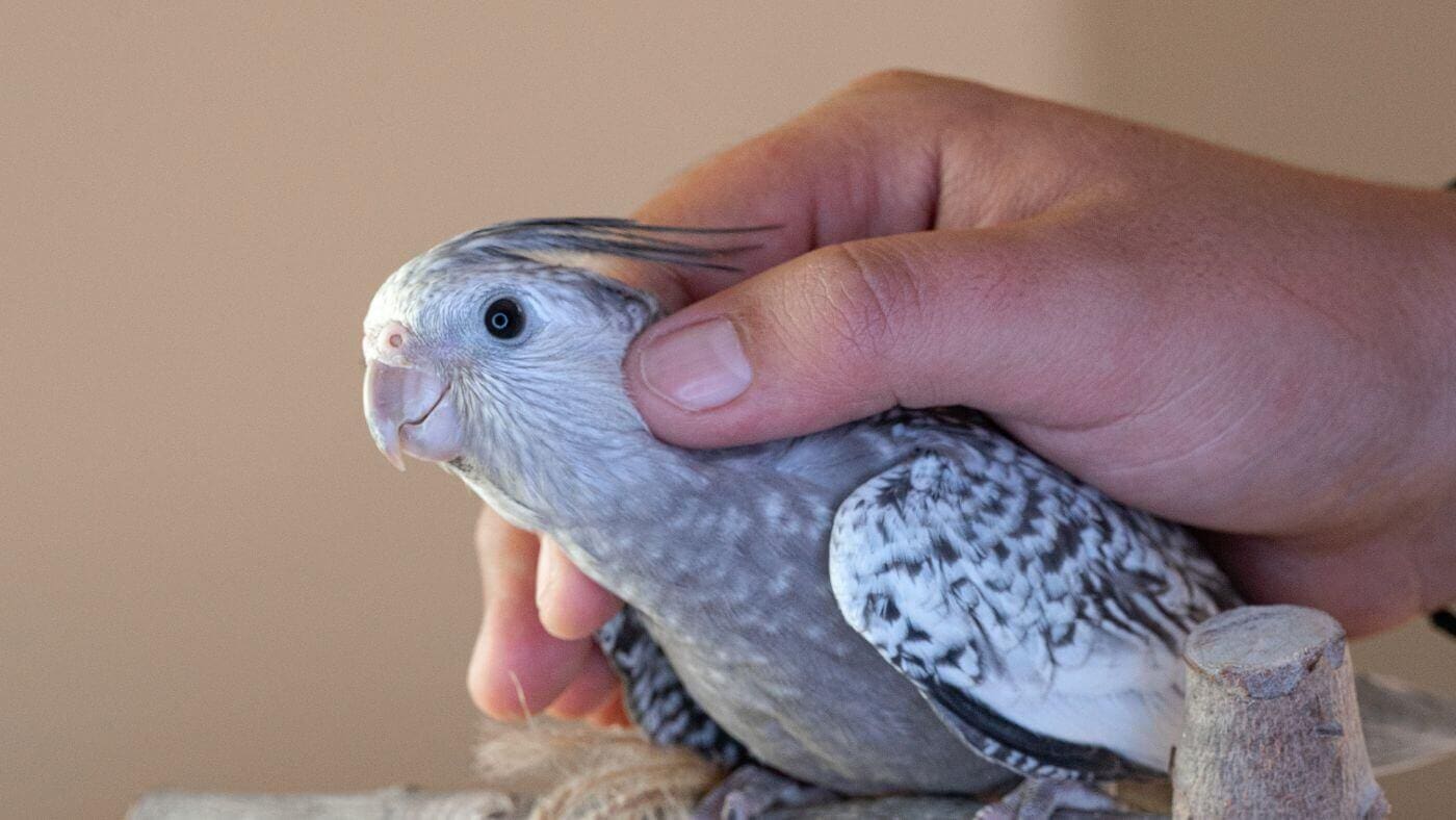 Happy Cockatiel