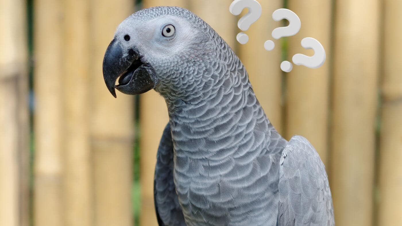 Can A Parrot Understand Probability As A Concept
