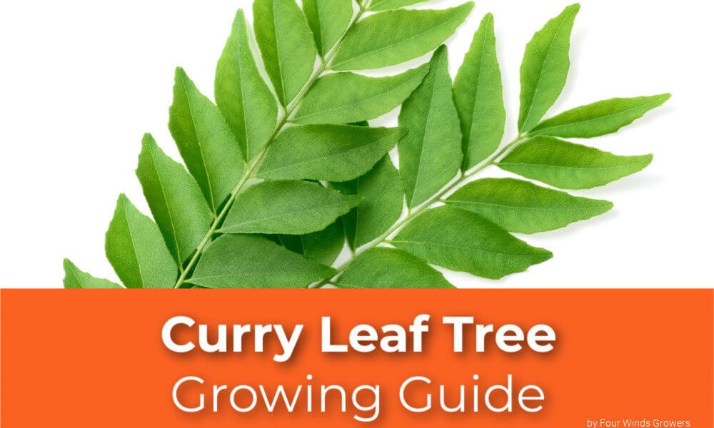 A Curry Leaf Tree Growing Guide