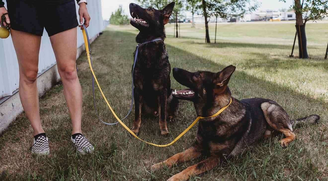 Slip Leads & Slip Collars for Dogs