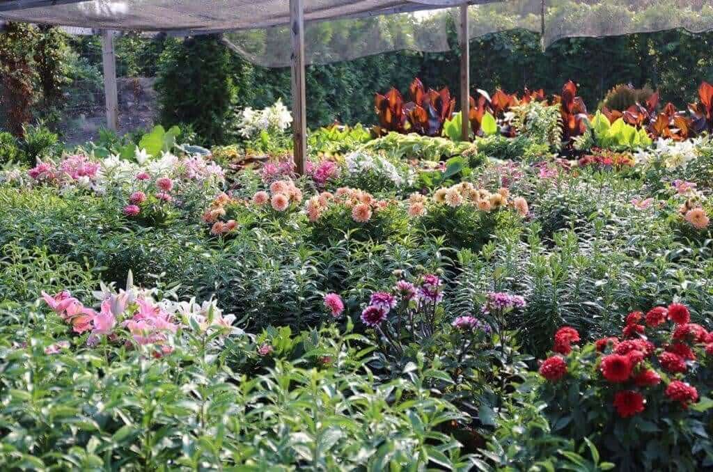 Growing Dahlias in Hot Weather - Longfield Gardens
