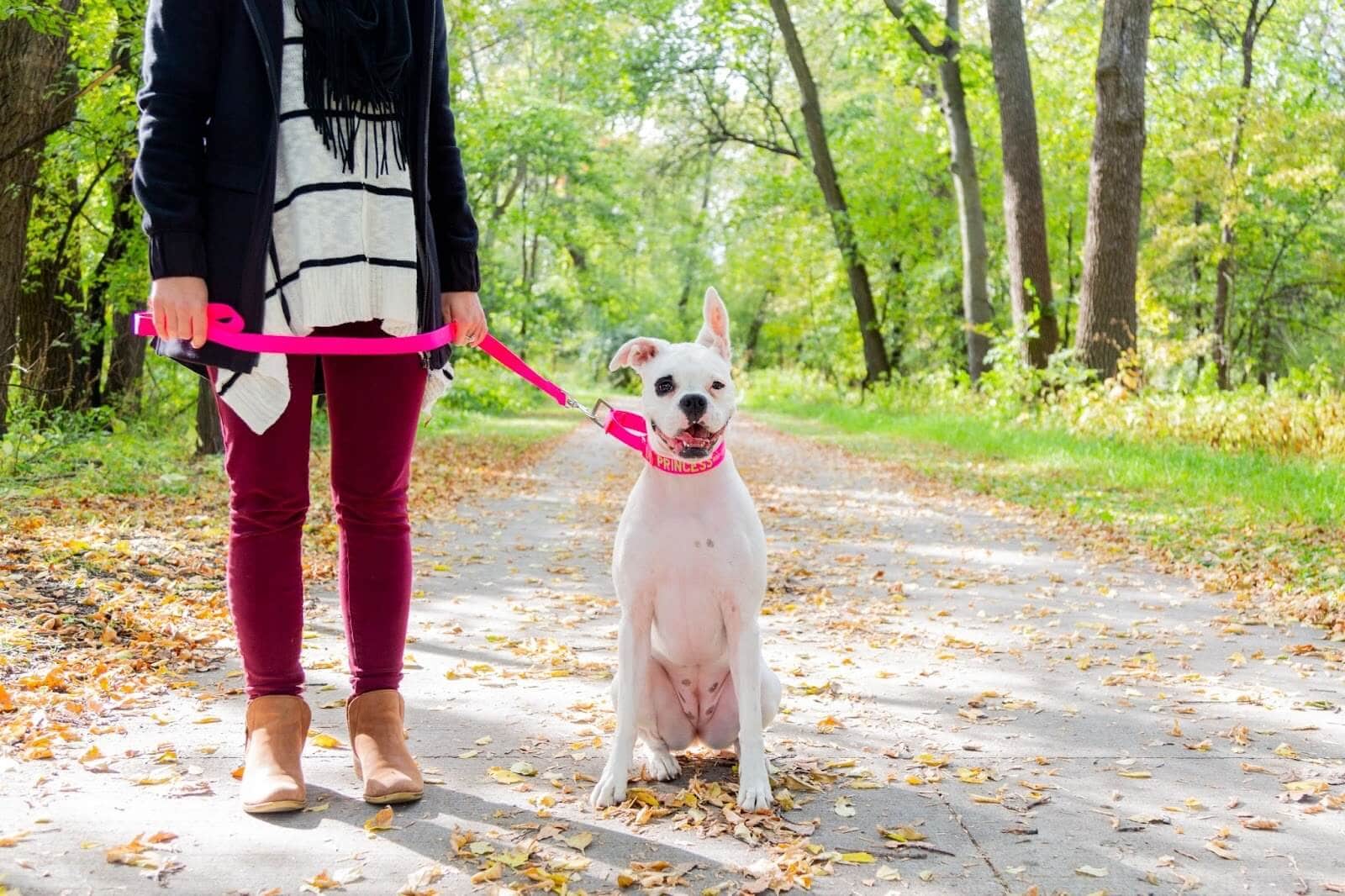 Types of Martingale Collars: A Comparison for Pet Owners