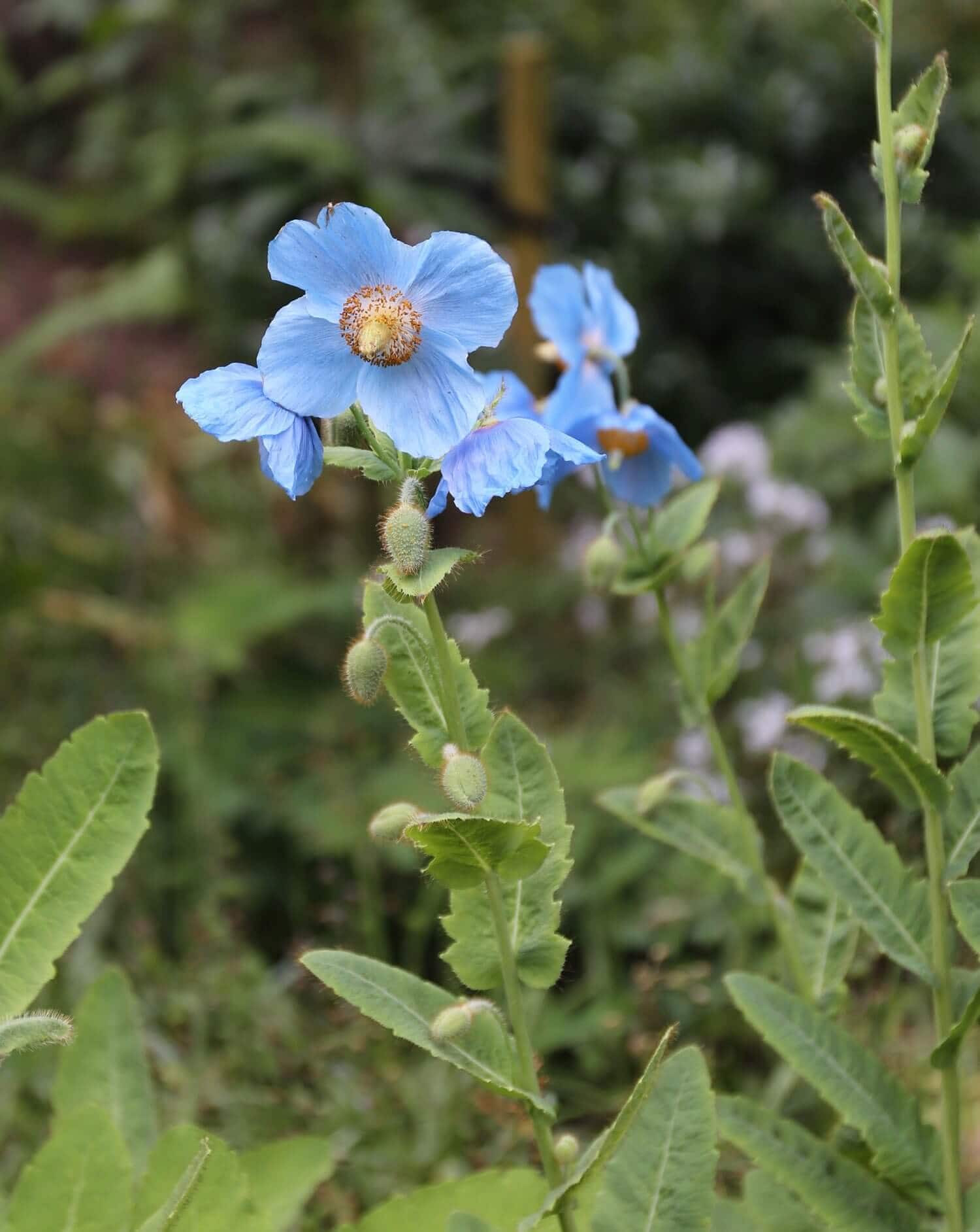 How to Use Blue Flowers in Your Garden - Longfield Gardens