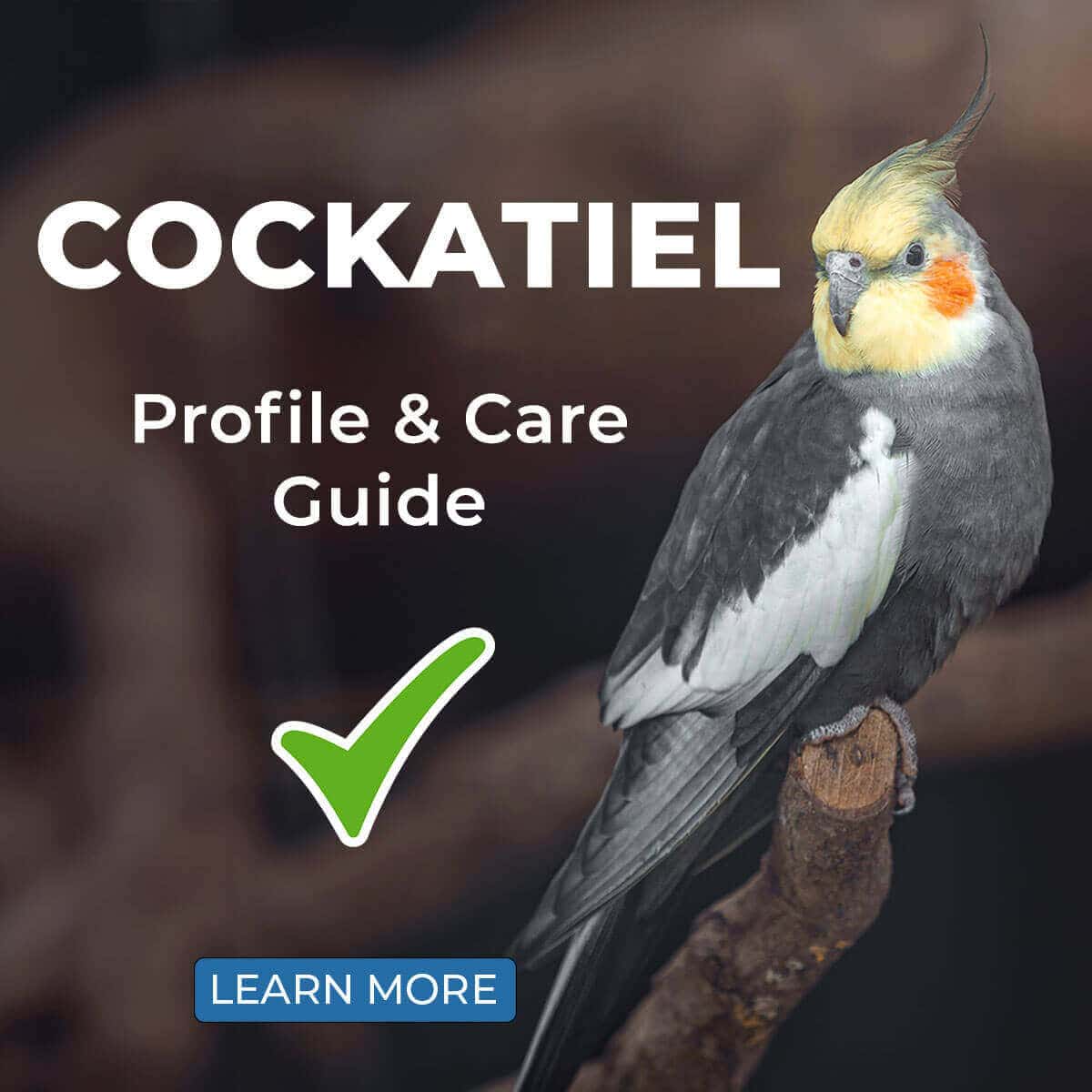 Cockatiel – Profile & Care Guide