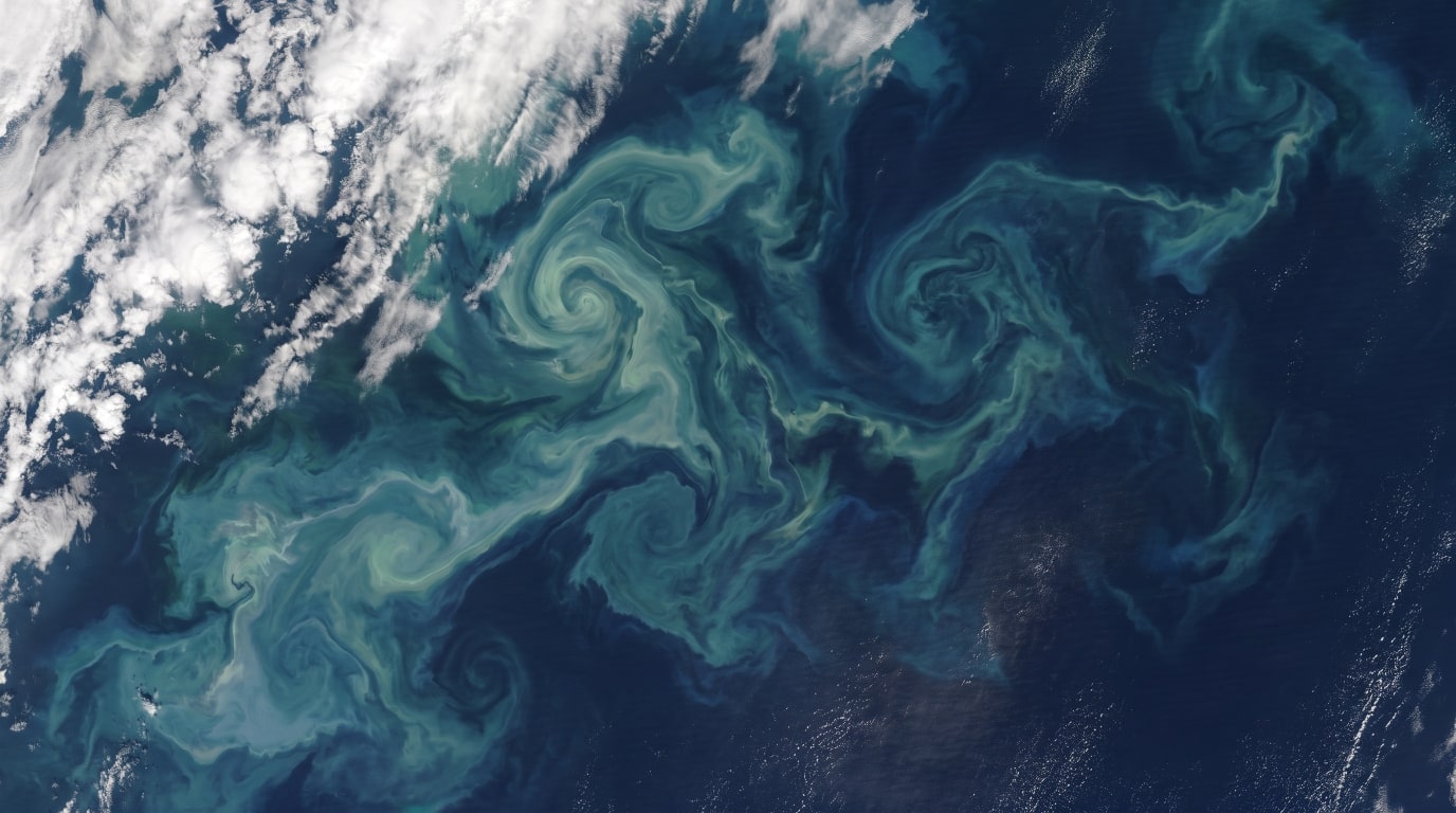 Live Phytoplankton for Reef Tank Health: The Ocean Runs on It, and So Does Your Tank