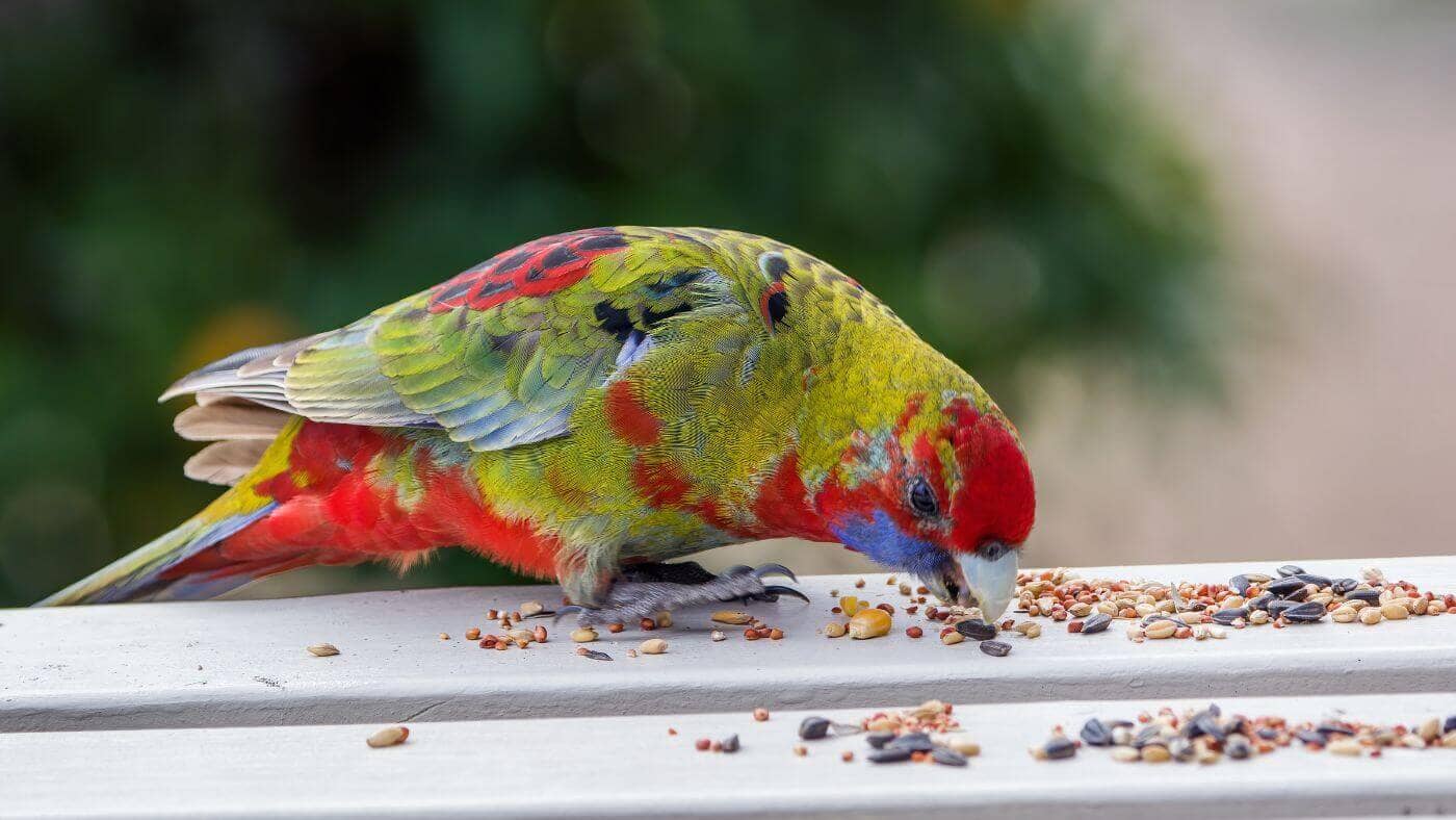 Parrot Eating Seed Diet