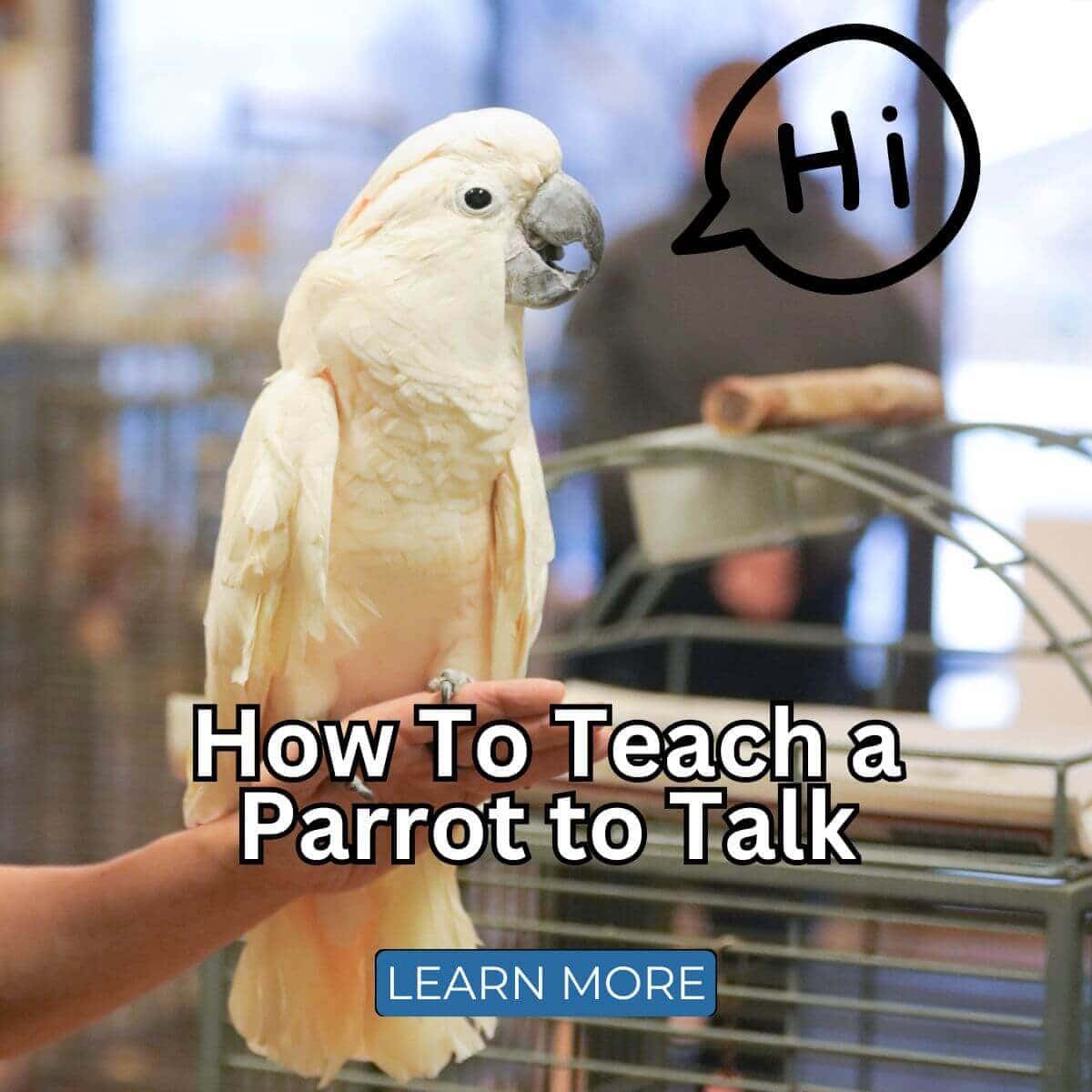 How To Teach a Parrot to Talk in Just 2 Steps