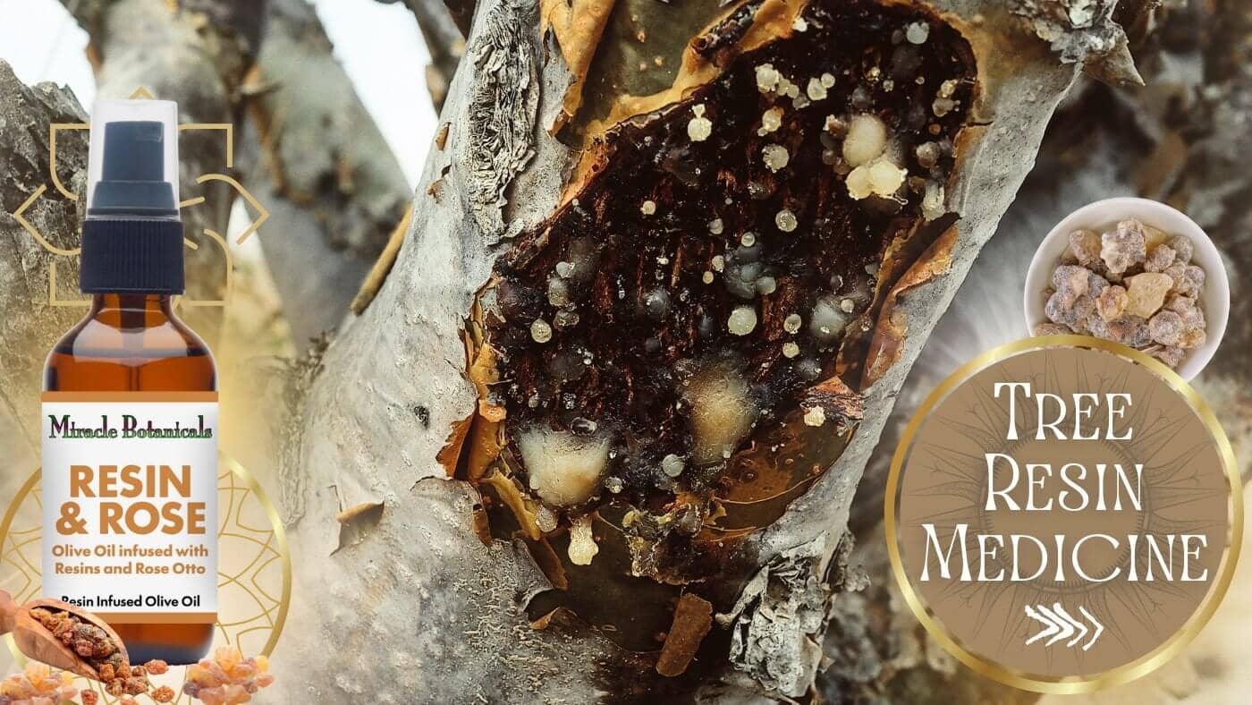 Frankincense and Myrrh tree resin with Resin & Rose Infused body oil by Miracle Botanicals