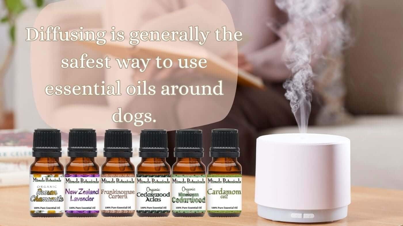 Aromatherapy diffuser going, with text "Diffusing is generally the safest way to use essential oils around dogs", with amber bottles of essential oils by Miracle Botanicals: Organic Roman Chamomile, New Zealand Lavender, Frankincense Carterii, Organic Atlas Cedarwood, Organic Himalayan Cedarwood, Cardamom CO2