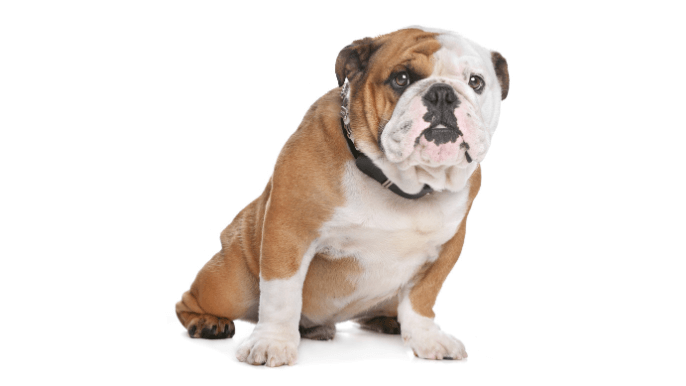 american bulldog temperament