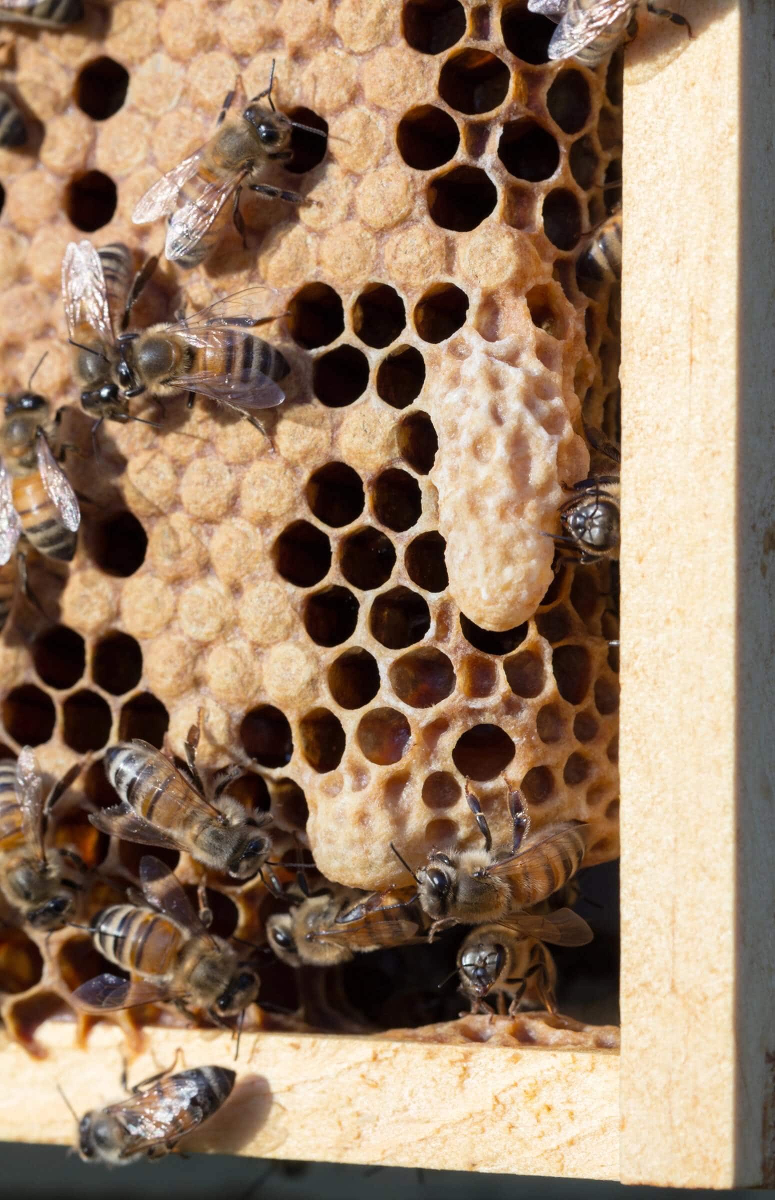 What to Do When You See Queen Cells in a Bee Hive