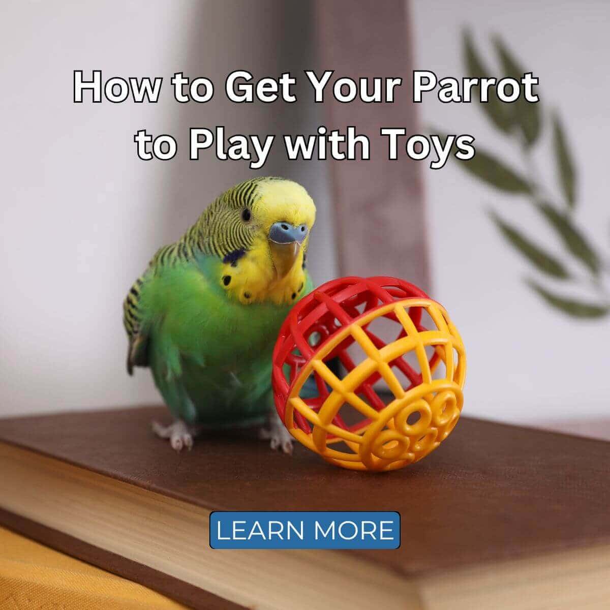 How to Get Your Parrot to Play with Toys