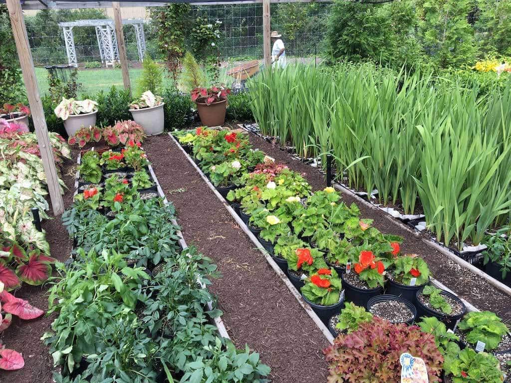 Midsummer Update from Our Trial Garden