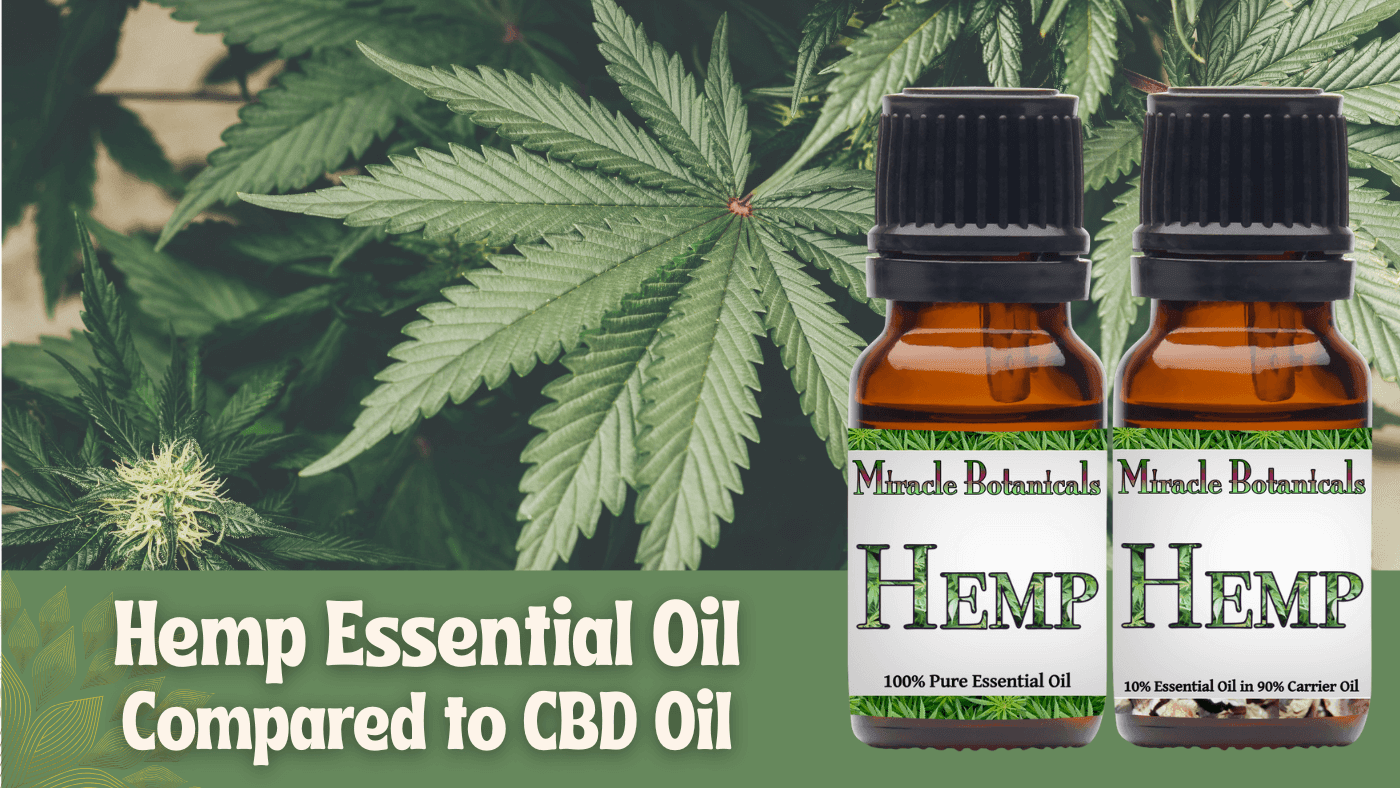 Hemp Essential Oil Compared to CBD Oil