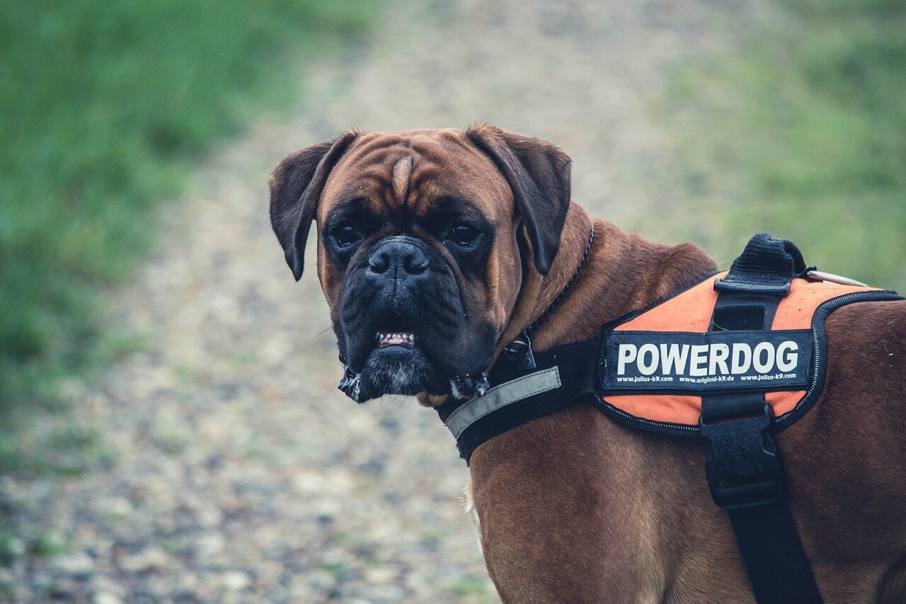 Cane Corso Information and Characteristics
