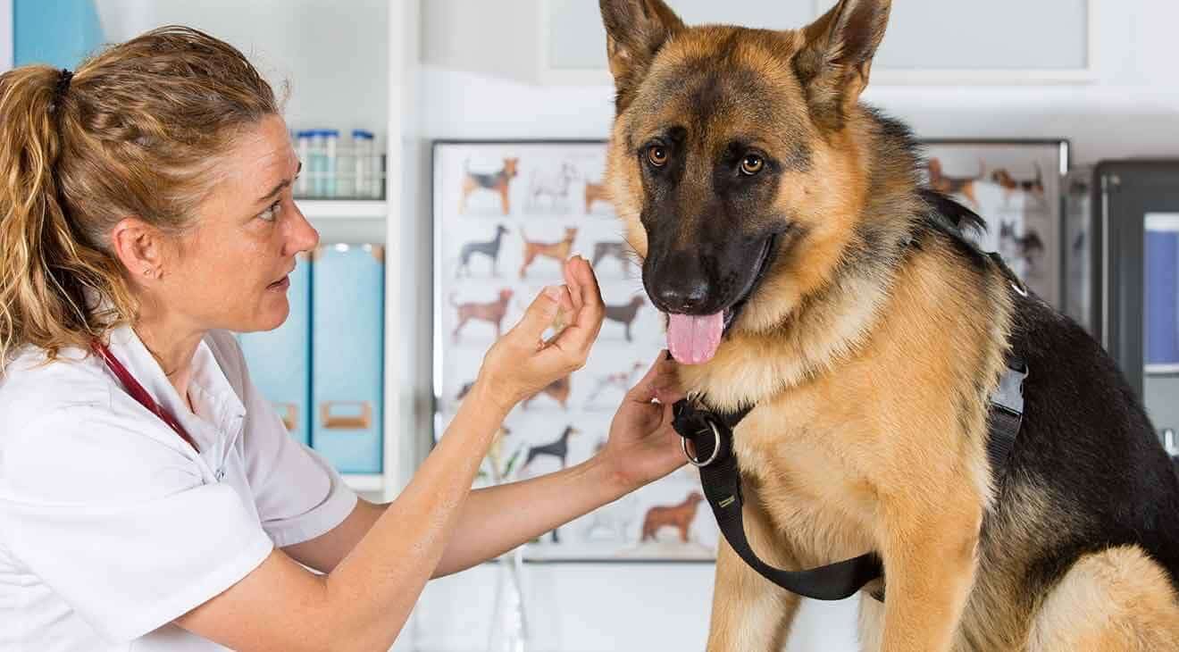 How to Help a Fearful Dog at the Vet