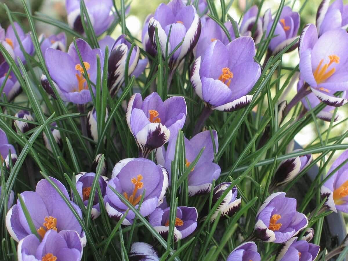 Early Blooming Bulbs for the First Flowers of Spring - Longfield Gardens