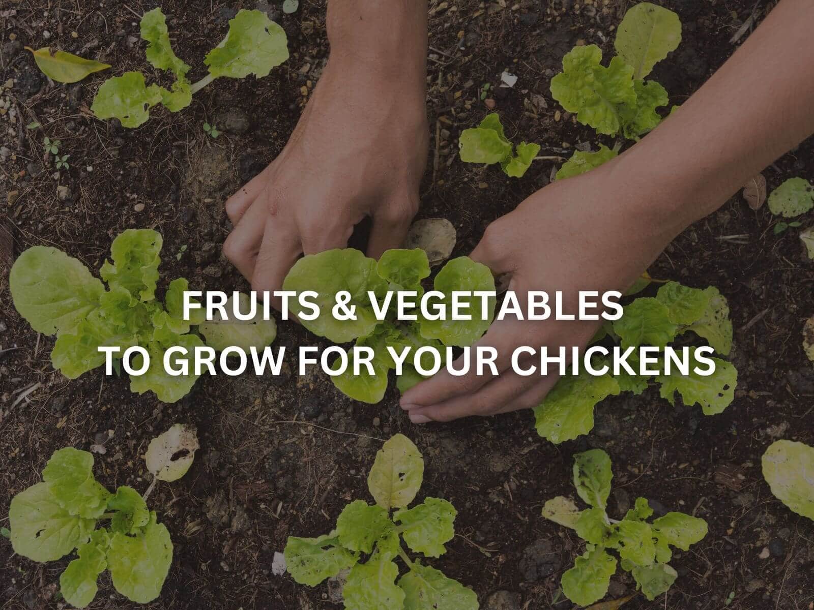 Best Fruits and Vegetables to Grow for Your Chickens