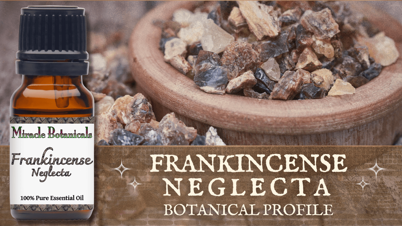 Frankincense Neglecta Essential Oil Profile