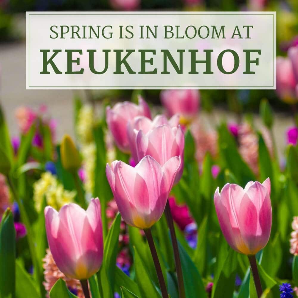 Spring is in Bloom at Keukenhof in Holland