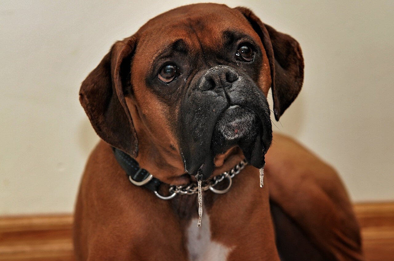 Boxer Dog Information and Characteristics