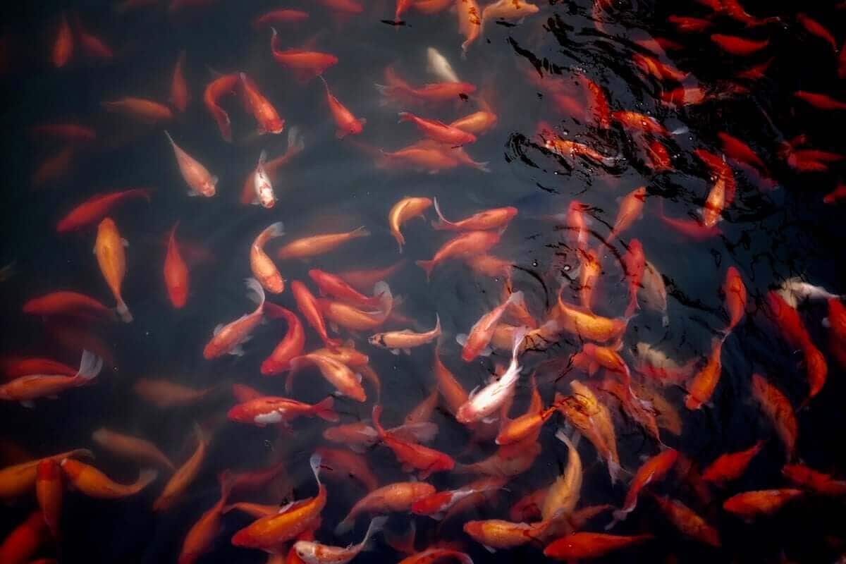 Fish.jpg