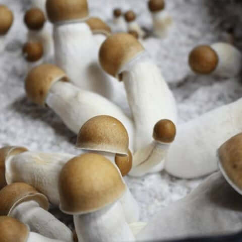 Penis Envy Mushrooms