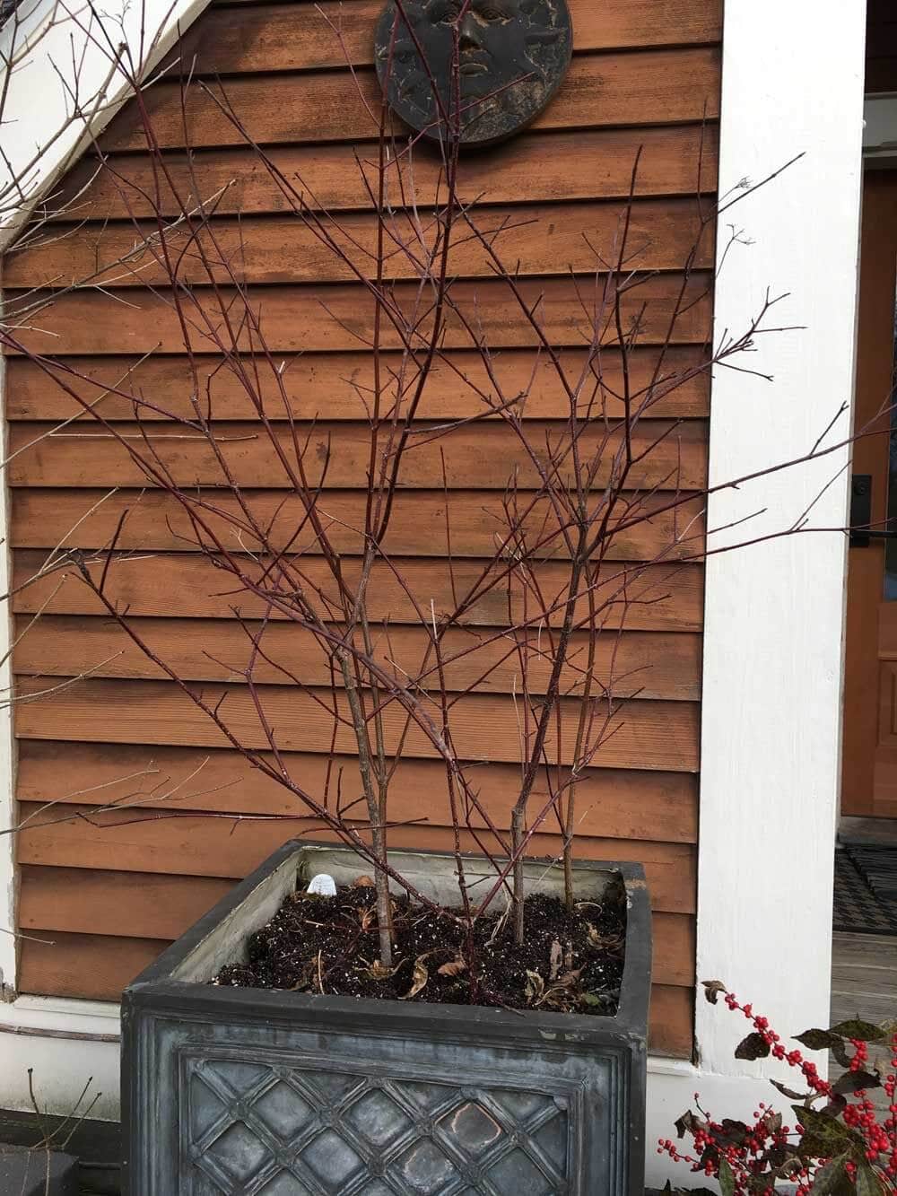 Making a Holiday Container to Decorate Your Entryway - Longfield Gardens