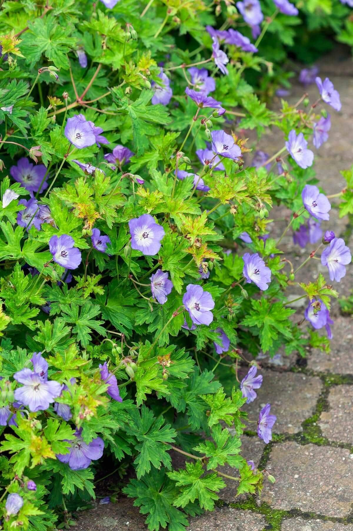 Best Ground Covers for Sun - Longfield Gardens