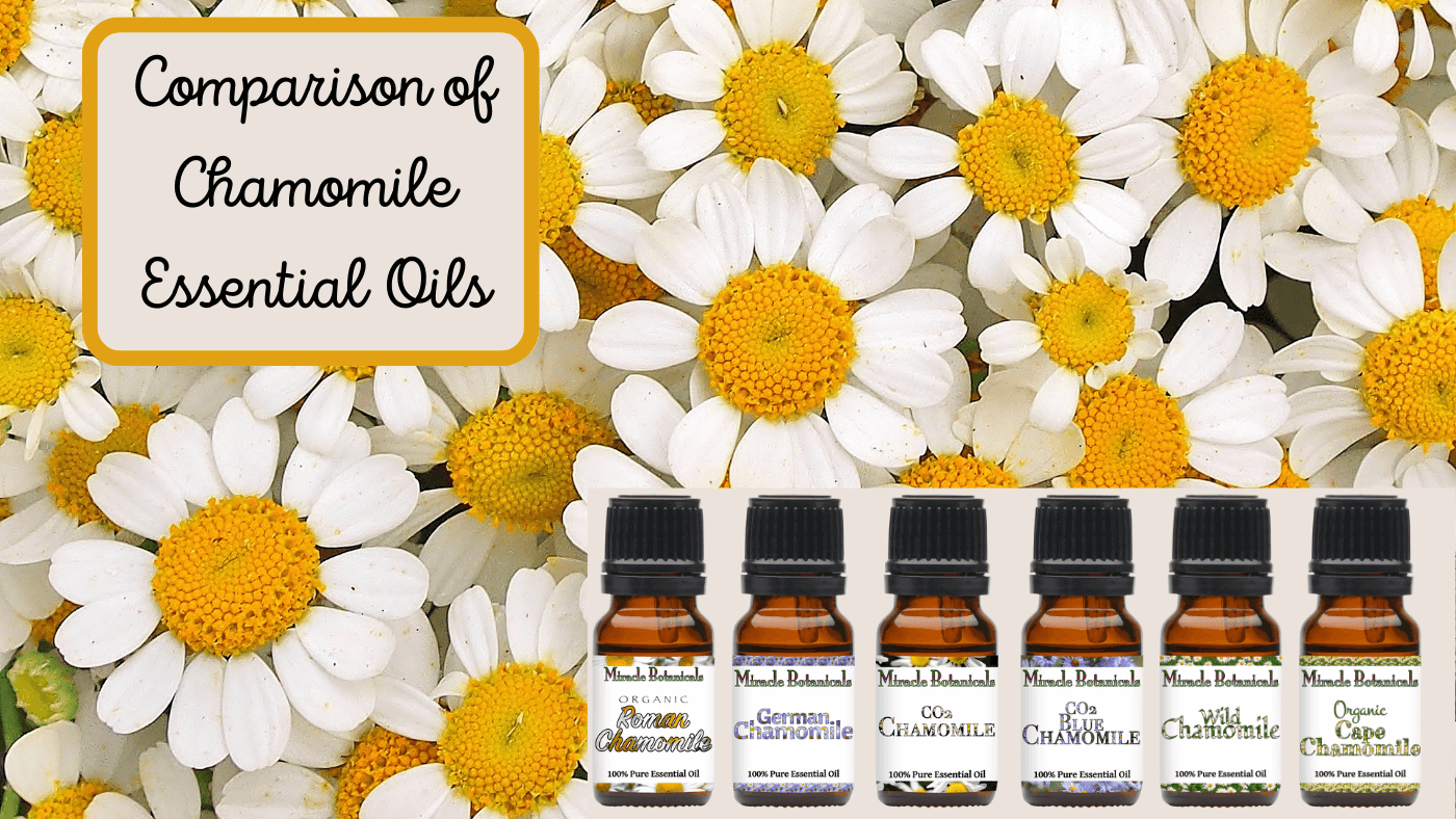 Comparison of Chamomile Essential Oils