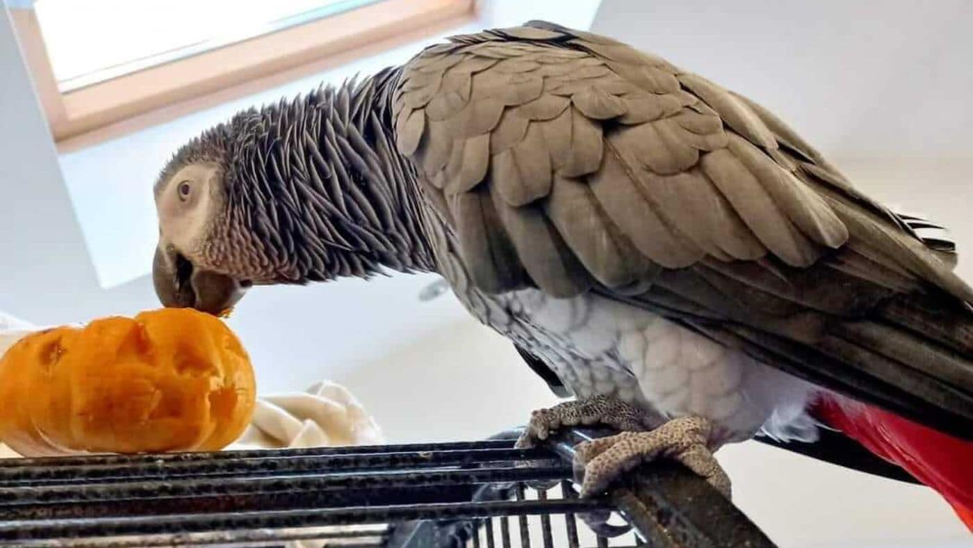 African Grey parrot eating fresh pumpkin, a healthy seasonal treat and one of the simplest Halloween activities for parrots.
