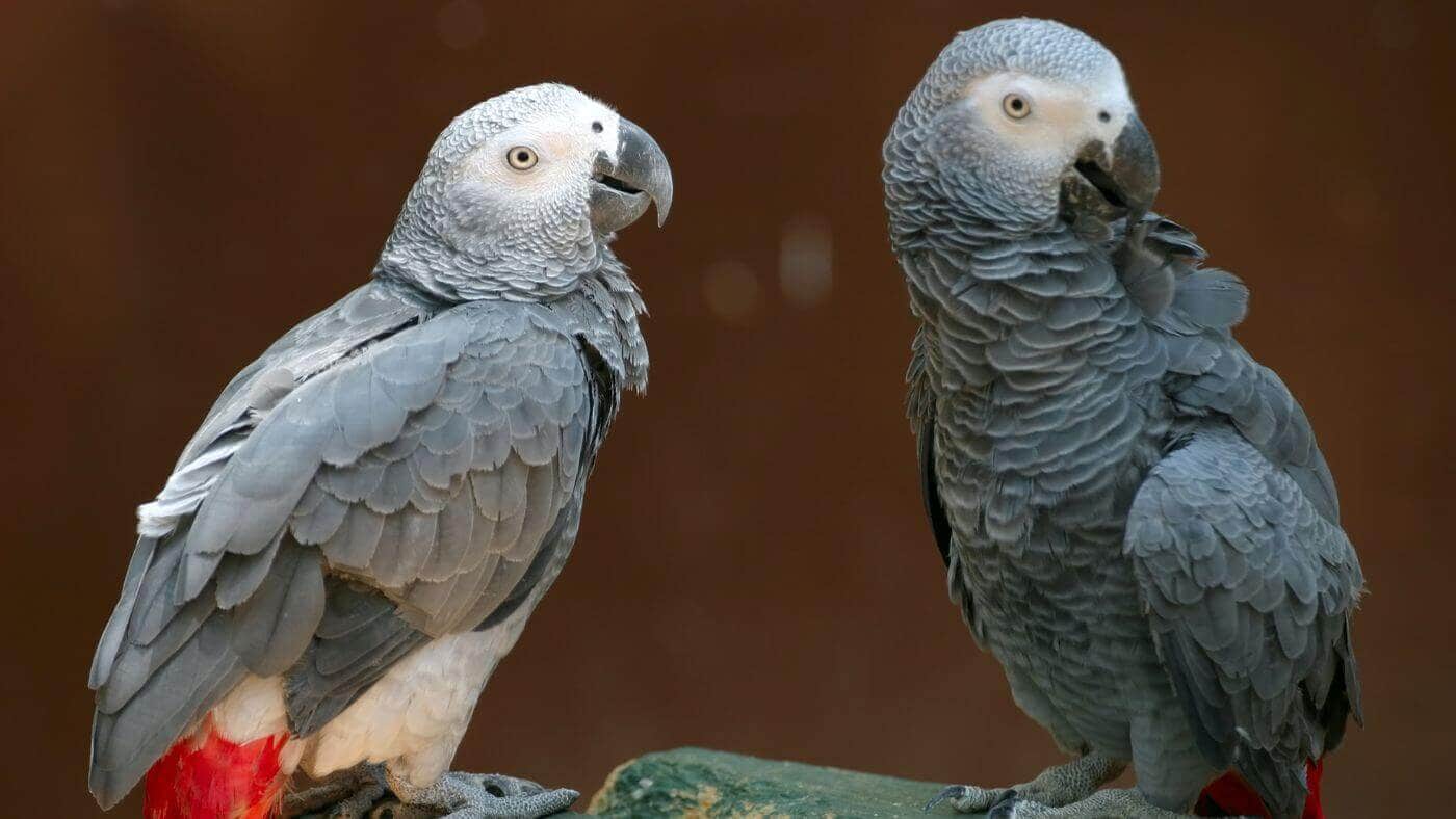 Couple of African Grey Parrots
