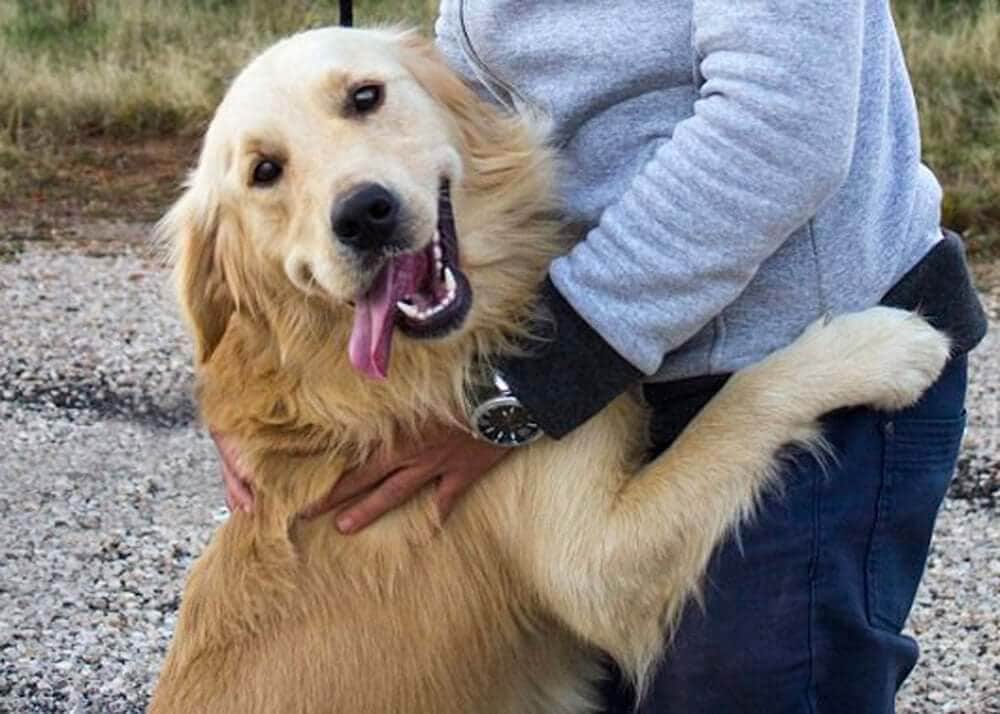 February is National Pet Dental Month