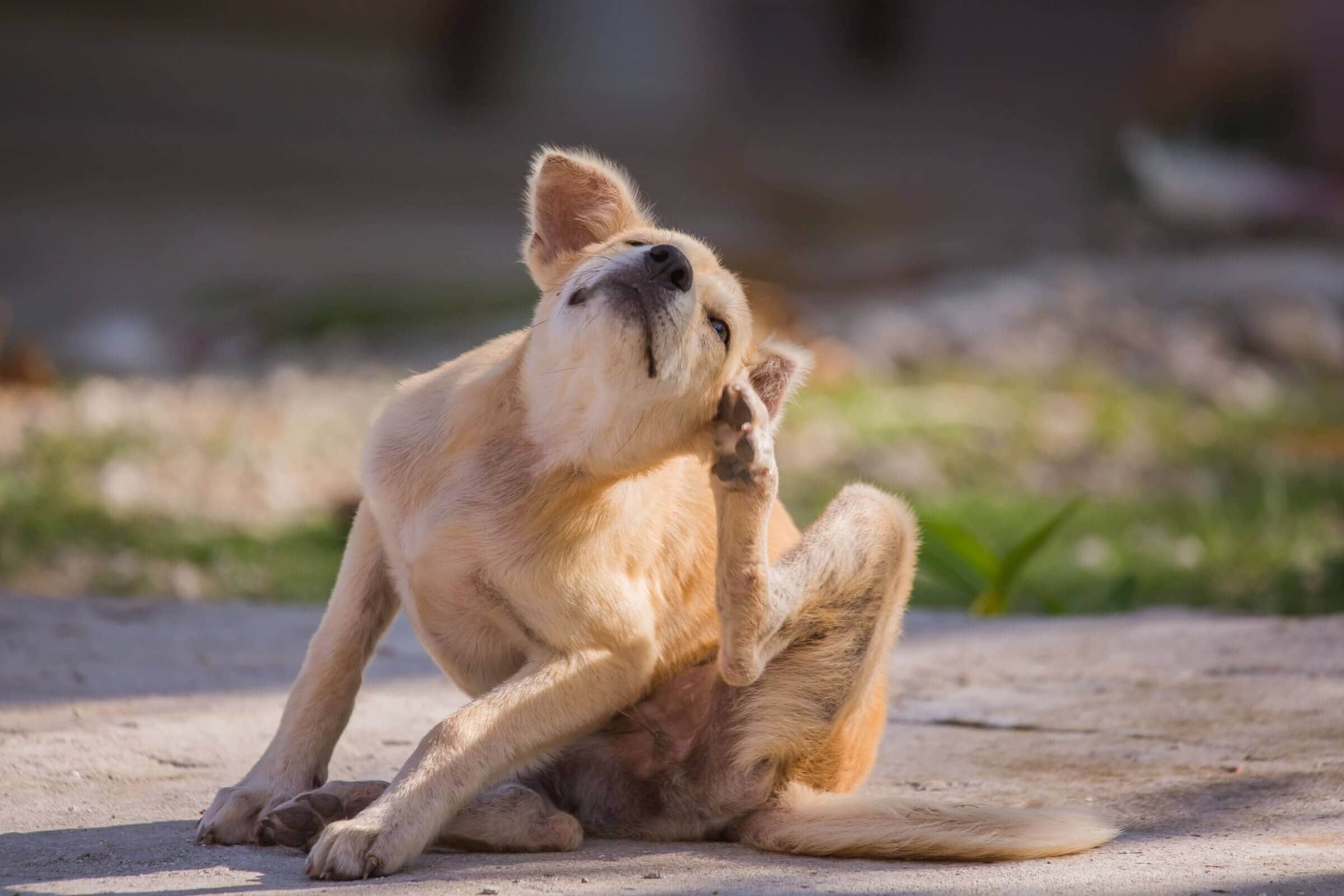 The Ultimate Guide to Dog Itching Remedies: Soothe Your Pup's Skin Naturally